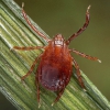Photo for Marshall County Health Department recommending people check themselves after outdoor activities due to increased tick encounters
